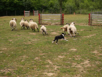 formateur en dressage de chiens de bergers dans l'aude